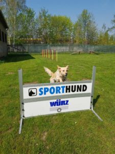 PSV Halle Hundesport 7 2